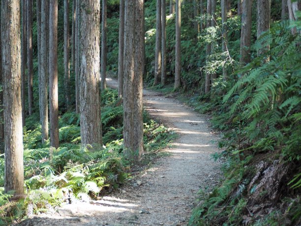 狭窄蜿蜒的山路穿过日本雪松林图片下载
