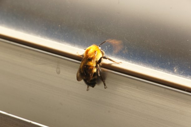 一只勇敢的蜜蜂爬上窗户，日本木女川温泉站图片下载