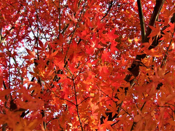 日本。12月。红叶的枫树图片下载