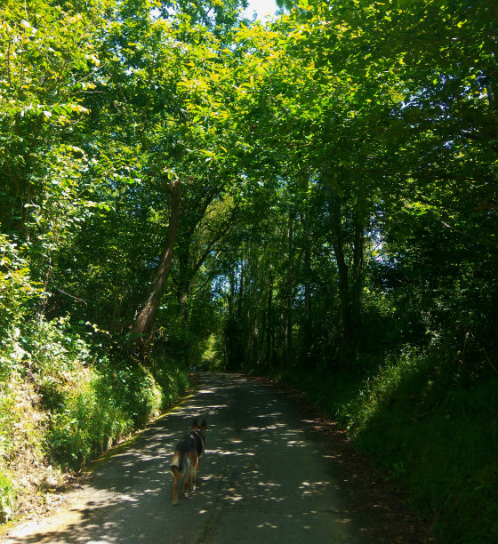 森林里的狗图片下载