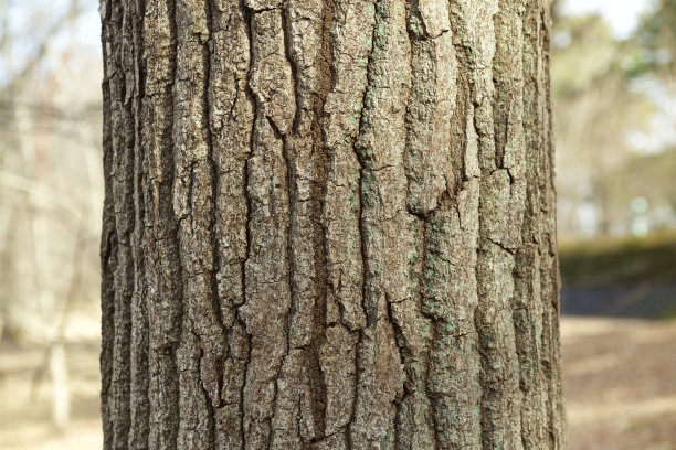 羊的叫声图片下载