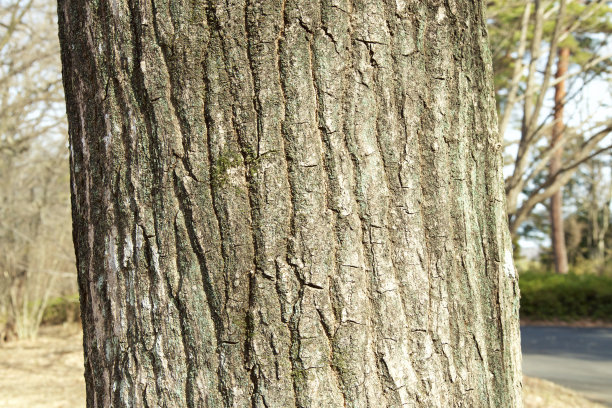 羊的叫声图片下载