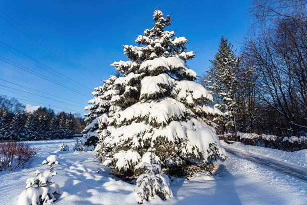 风景与白雪覆盖的圣诞树在蓝天的背景图片下载