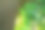 有选择地关注树的分支。在阳光照射下的热带森林中，树干到绿叶的底部视图。绿色植物在花园里提供氧气。在晴朗的日子里有小叶子的森林树。图片下载