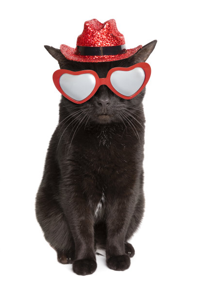 戴着红色闪光帽子和眼镜的黑猫图片下载