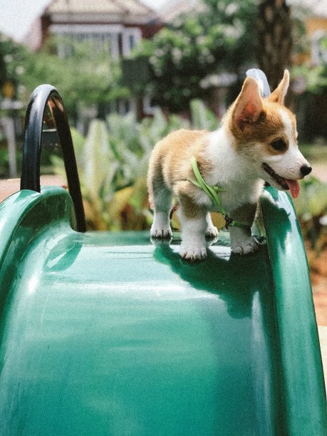 威尔士矮脚狗图片下载