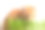 姜猫吃草芽孤立在白色的背景。图片下载