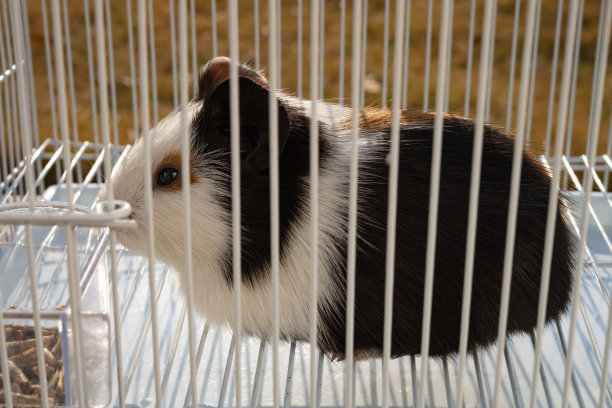 可爱的豚鼠躺在一个笼子近距离图片下载