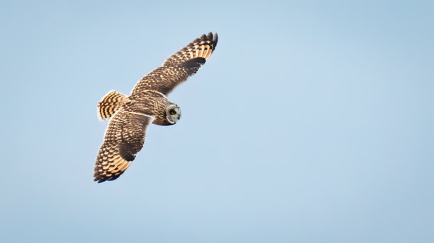 飞行中的短耳猫头鹰图片下载