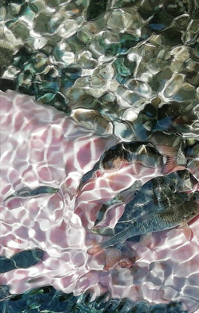 医生鱼图片下载