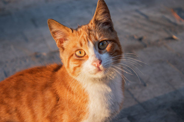 可爱的黄色小猫在街上图片下载