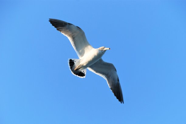 海鸥在天空中拍打着翅膀图片下载