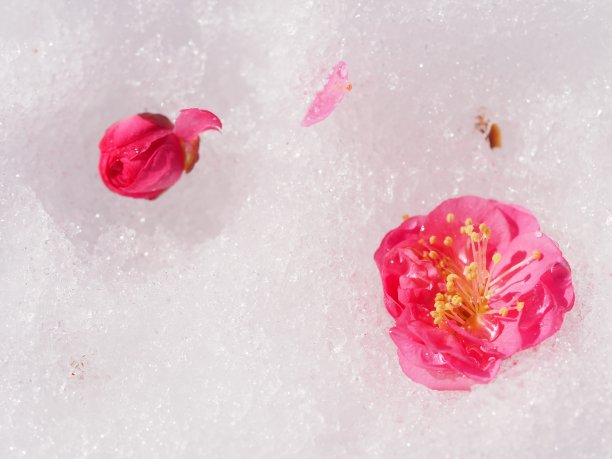 雪上的梅花。图片下载