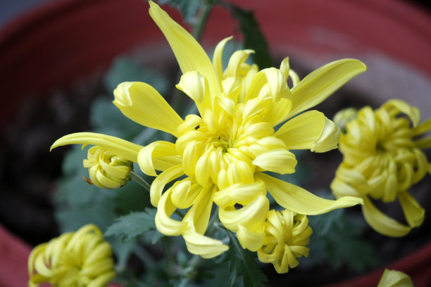 黄菊花在初冬开花图片下载