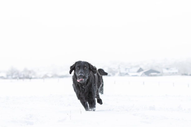 照片中，一只奔跑的扁毛寻回犬在拍摄狗的肖像照片。图片下载