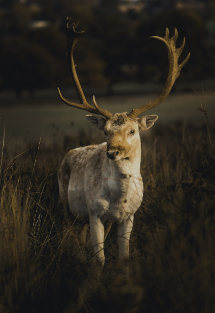 里士满公园鹿图片下载