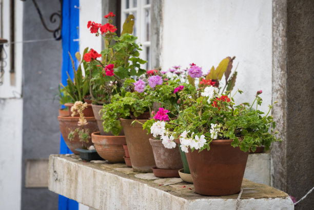 老房子前的花盆图片下载