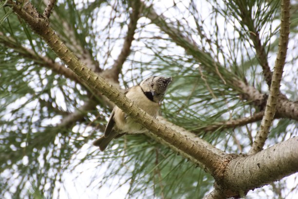 欧洲冠山雀图片下载
