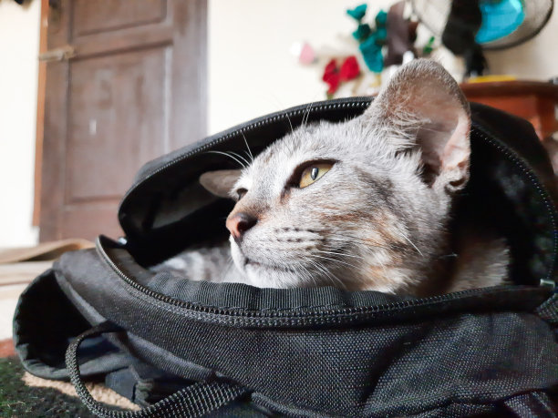 袋子里的猫图片下载