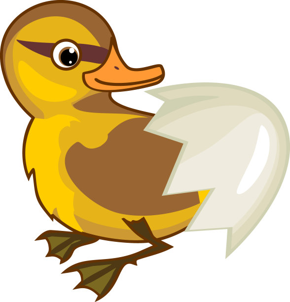 白色背景上孤立蛋壳的鸭头绿鸭或野鸭(鸭头绿鸭)图片下载