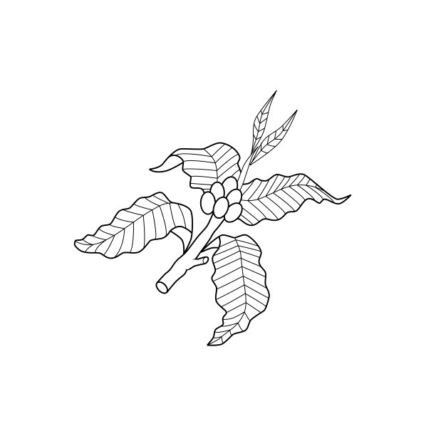 咖啡分支矢量大纲插图。艺术的图标。图片下载