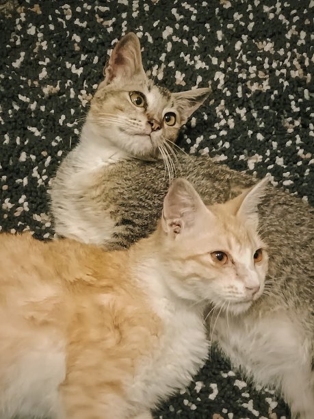 2只小猫图片下载