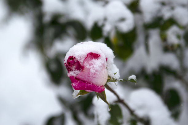 霜覆盖玫瑰图片下载