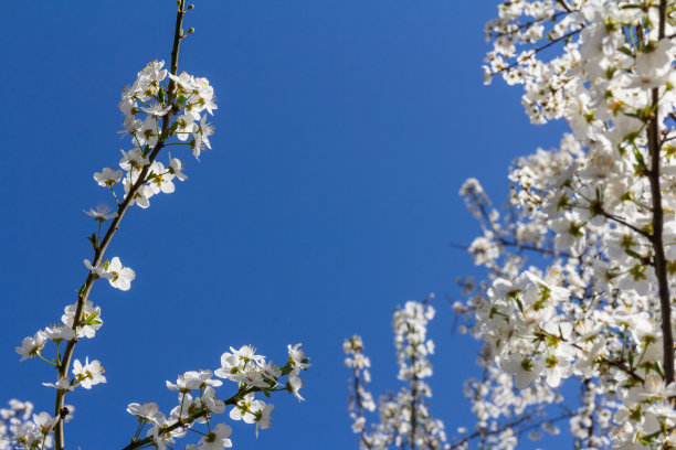 梅花是代表早春的花图片下载