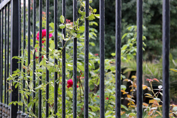 一株粉红玫瑰的绿色嫩枝，沿着一扇部分聚焦的金属铁栅栏编织而成图片下载