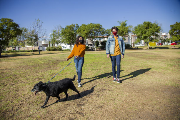 一对夫妇在公园遛狗图片下载