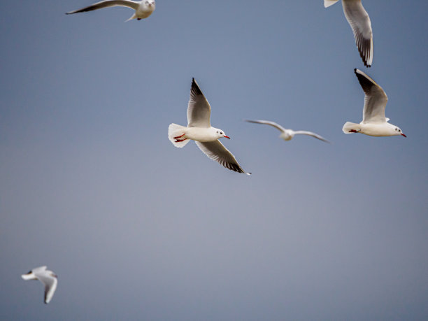 几只白色的海鸥肩并肩地在天空中飞翔图片下载