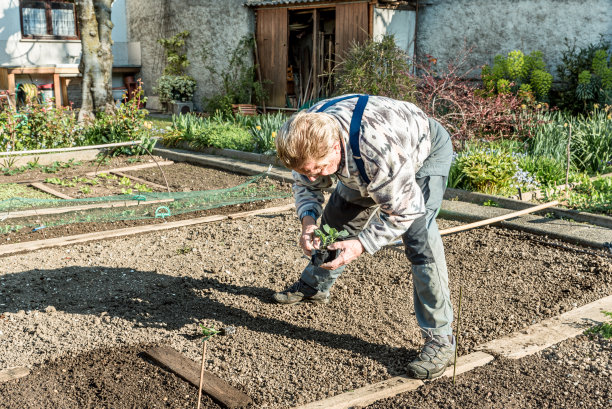 年长者在菜园子里种白菜苗图片下载