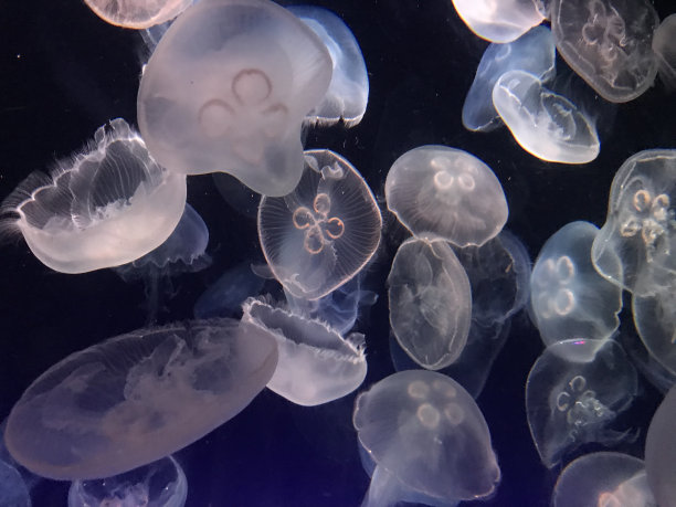 水母素材图片