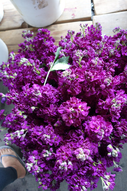 紫色和白色的花朵在农贸市场的零售展示图片下载