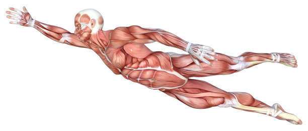 3D插图男性图形与肌肉地图上的白色图片下载