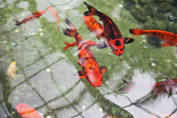 水族馆里的红鱼图片下载