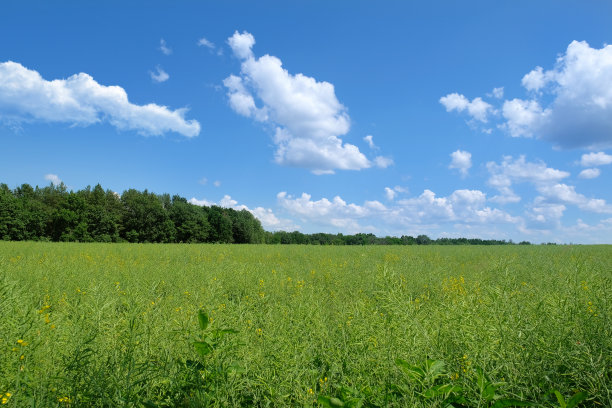 绿色的田野，蓝天和白云。农村。图片下载