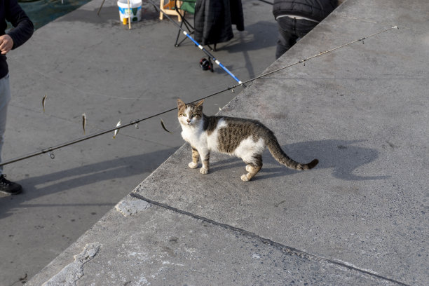 可爱的小猫在等待渔夫的鱼图片下载