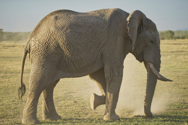 一只大象舞动着尾巴，扬起草地上的尘土。图片下载