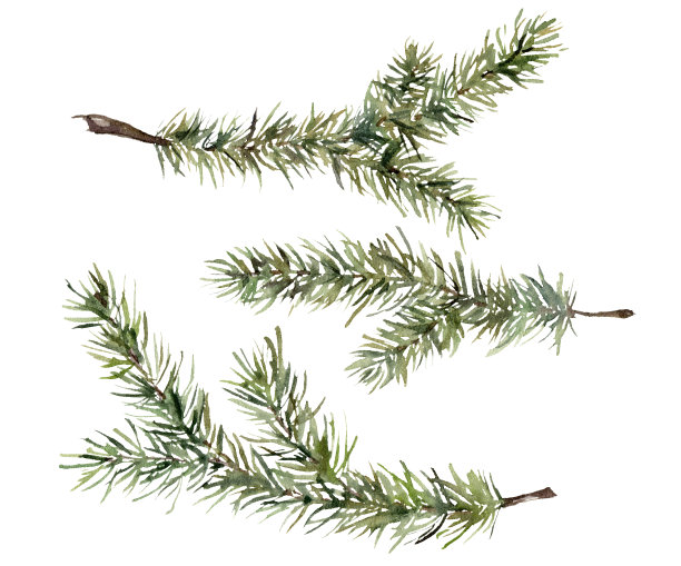 水彩圣诞设置与冷杉树枝。手工绘制的冬季植物孤立在白色的背景。花卉插图设计，印刷，织物或背景。图片下载