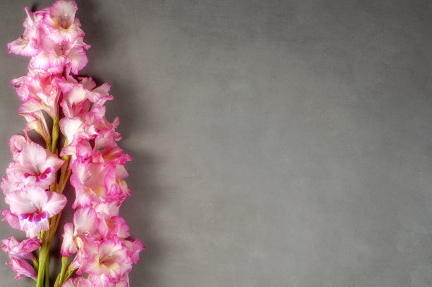 剑兰粉灰色台面图片下载