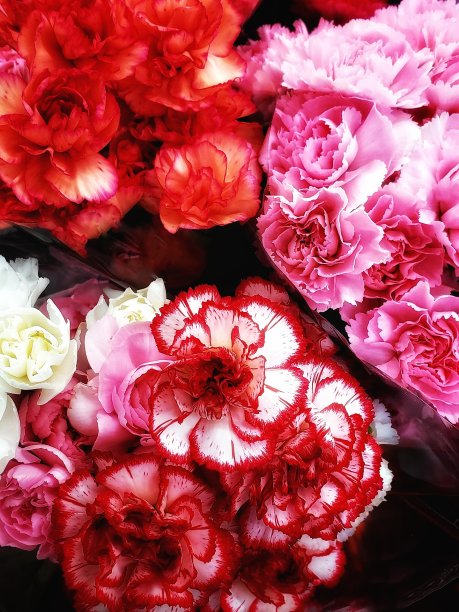 情人节花束图片下载