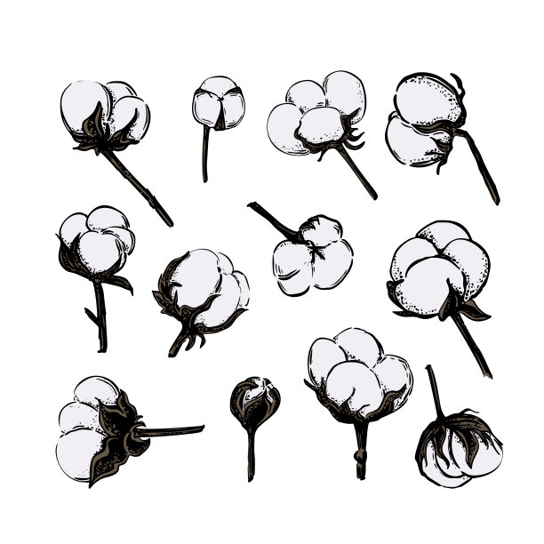 复古素描插图与黑色棉花花素描集在柔软的白色背景。复古自然插画，孤立。手绘风格矢量。图片下载