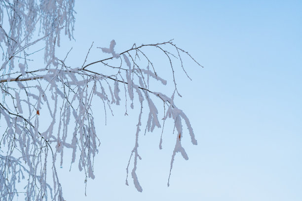 白桦树枝上覆盖着白霜，映衬着蓝色的冬日天空。图片下载