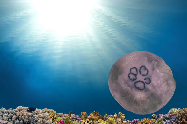 水母在深蓝色海水中畅游图片下载