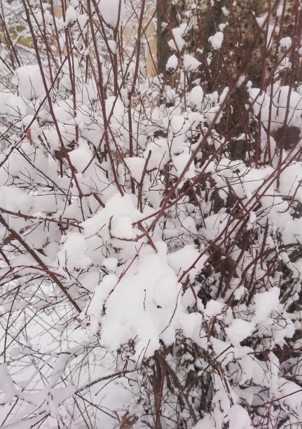 冬天下雪的景观。树木和灌木丛。图片下载