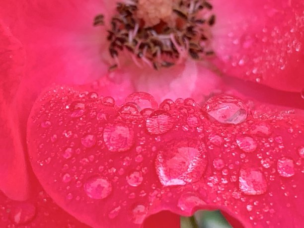 玫瑰上的水滴。图片下载