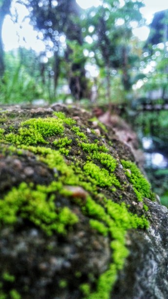 植物34图片下载