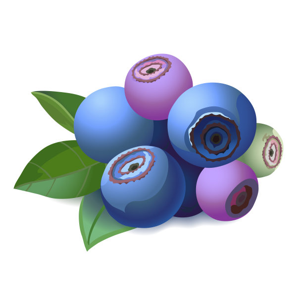 蓝莓叶。向量。孤立。图片下载