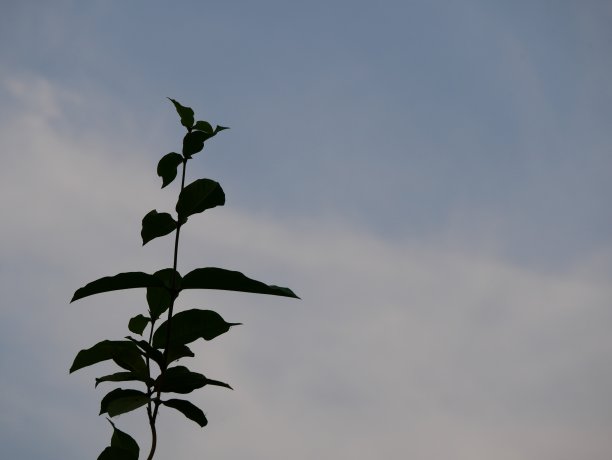 树顶的图像与天空的背景图片下载